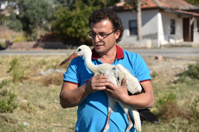 Yavru leylek tedavi edilerek doğaya bırakıldı 