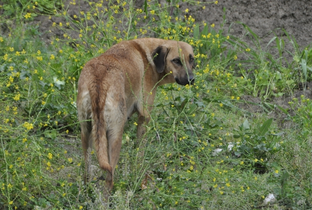 Yavruları telef olan köpek mahalle sakinlerini duygulandırdı