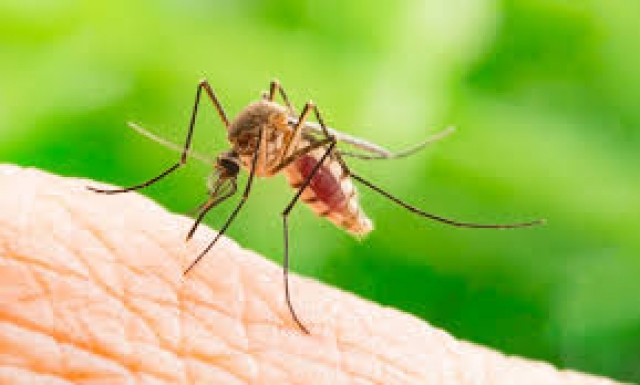 Yaz yaklaşıyor! Sivrisineklerden koronavirüs bulaşır mı? Dünya Sağlık Örgütü açıkladı