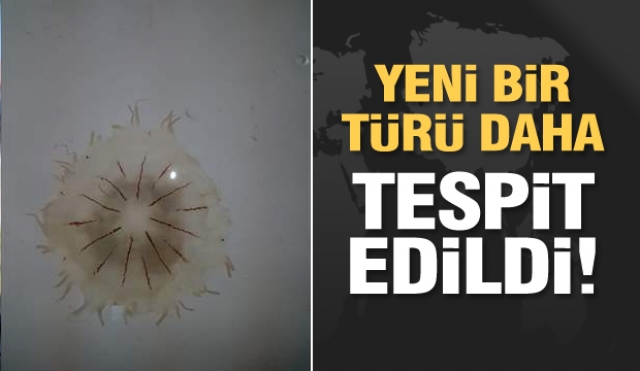 Yeni bir türü daha tespit edildi