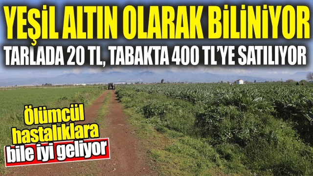 Yeşil altın olarak biliniyor