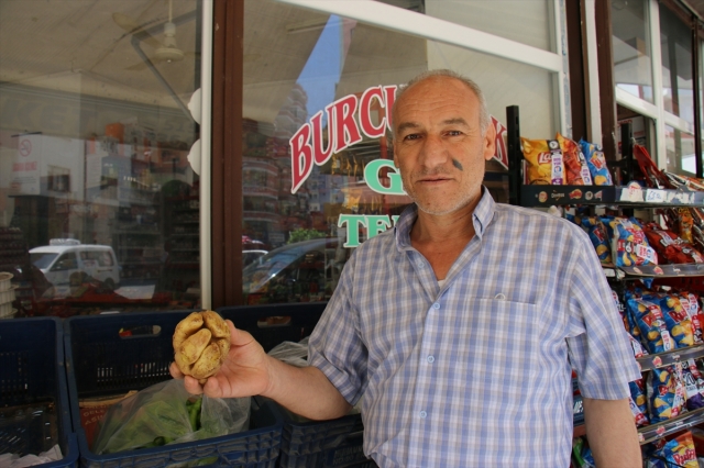 yumruk şeklindeki patates görenleri şaşırtıyor
