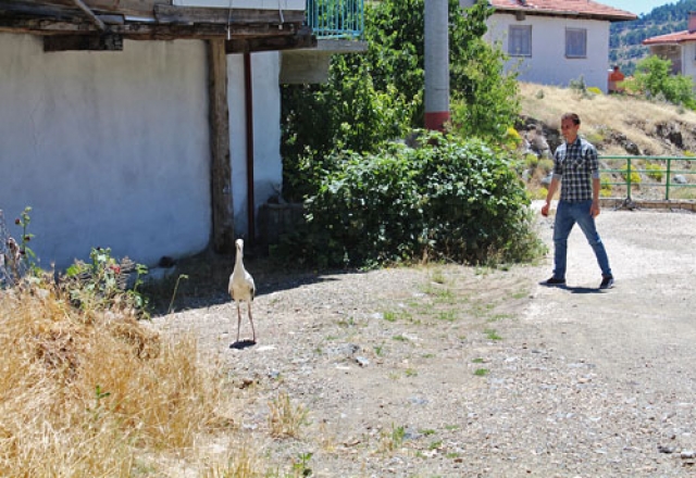 Yuvasından düşen yavru leylek kurtarıldı