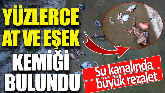 Yüzlerce At ve Eşek Kemiği Bulundu