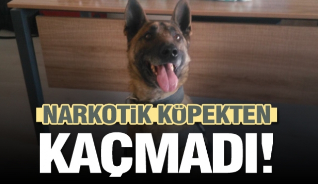  Zehir tacirini dedektör köpek Odin enseledi 