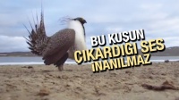 ​Bu kuşun &ccedil;ıkardığı sese inanamayacaksınız!