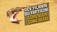 Dev yılanın bu yaptığını g&ouml;ren şoke oldu