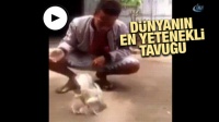 Dünyanın en yetenekli tavuğu...Taklacı tavuk