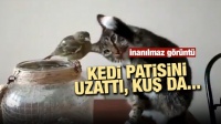 Kedi ile kuşun inanılmaz dostluğu